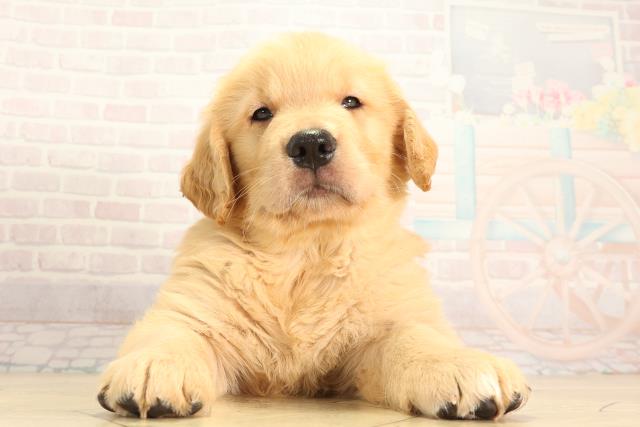 岐阜県のゴールデンレトリバー (Coo&RIKU各務原店/2026年5月6日生まれ/男の子/ゴールデン)の子犬の1枚目の画像