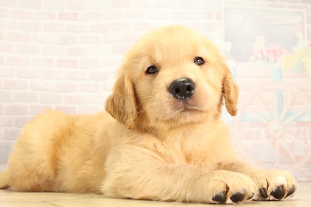 岐阜県のゴールデンレトリバー (Coo&RIKU各務原店/2026年5月6日生まれ/男の子/ゴールデン)の子犬の2枚目の画像