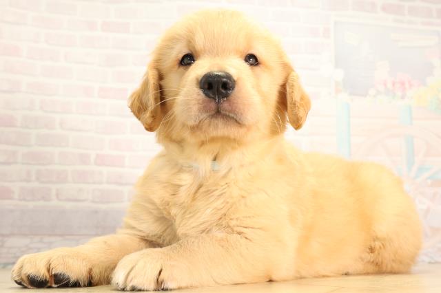 岐阜県のゴールデンレトリバー (Coo&RIKU各務原店/2026年5月6日生まれ/男の子/ゴールデン)の子犬の3枚目の画像