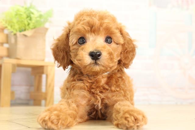 静岡県のトイプードル(トイ) (Coo&RIKU掛川店/2026年5月5日生まれ/男の子/レッド)の子犬の1枚目の画像