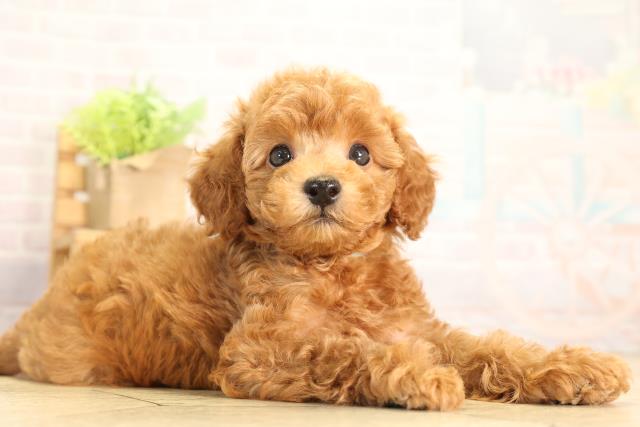静岡県のトイプードル(トイ) (Coo&RIKU掛川店/2026年5月5日生まれ/男の子/レッド)の子犬の2枚目の画像