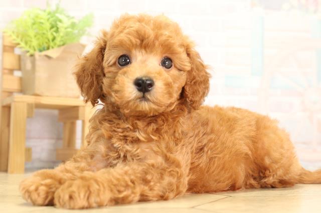 静岡県のトイプードル(トイ) (Coo&RIKU掛川店/2026年5月5日生まれ/男の子/レッド)の子犬の3枚目の画像