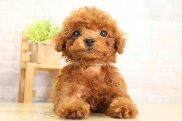 静岡県のトイプードル(トイ) (Coo&RIKU富士店/2026年5月4日生まれ/男の子/レッドフォーン)の子犬の1枚目の画像