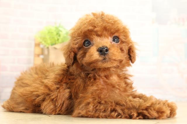 静岡県のトイプードル(トイ) (Coo&RIKU富士店/2026年5月4日生まれ/男の子/レッドフォーン)の子犬の2枚目の画像