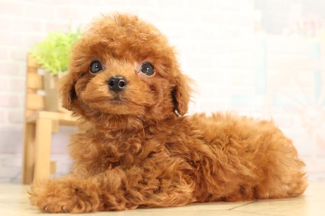静岡県のトイプードル(トイ) (Coo&RIKU富士店/2026年5月4日生まれ/男の子/レッドフォーン)の子犬の3枚目の画像