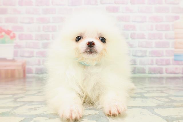 神奈川県のポメラニアン (Coo&RIKU平塚店/2026年5月6日生まれ/男の子/クリーム)の子犬の1枚目の画像