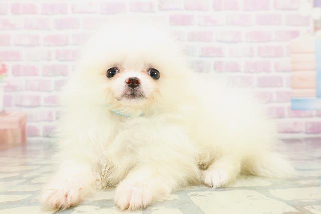 神奈川県のポメラニアン (Coo&RIKU平塚店/2026年5月6日生まれ/男の子/クリーム)の子犬の2枚目の画像