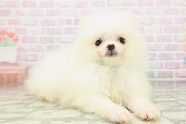 神奈川県のポメラニアン (Coo&RIKU平塚店/2026年5月6日生まれ/男の子/クリーム)の子犬の3枚目の画像