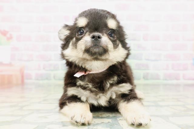 東京都のチワワ(ロング) (Coo&RIKU池袋西口店/2026年5月7日生まれ/女の子/ブラックタン)の子犬の1枚目の画像