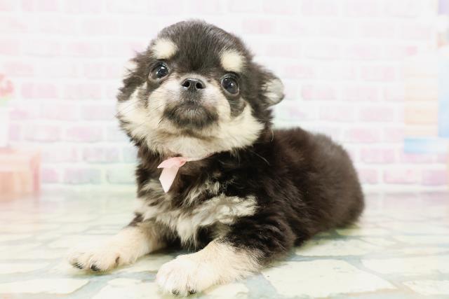 東京都のチワワ(ロング) (Coo&RIKU池袋西口店/2026年5月7日生まれ/女の子/ブラックタン)の子犬の2枚目の画像