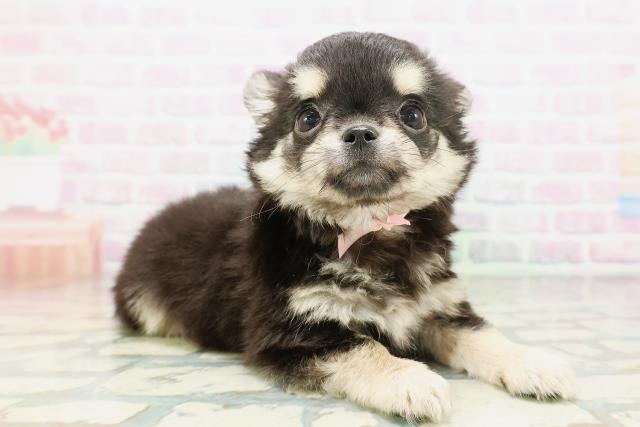 東京都のチワワ(ロング) (Coo&RIKU池袋西口店/2026年5月7日生まれ/女の子/ブラックタン)の子犬の3枚目の画像