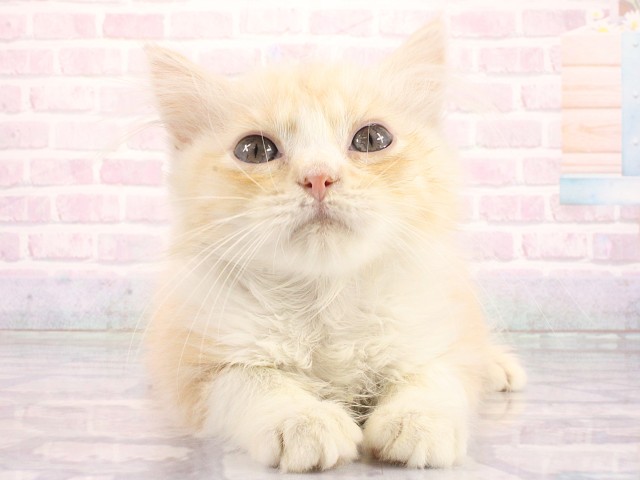 京都府のマンチカン (Coo&RIKU京都店/2026年5月1日生まれ/男の子/クリームタビー)の子猫の1枚目の画像