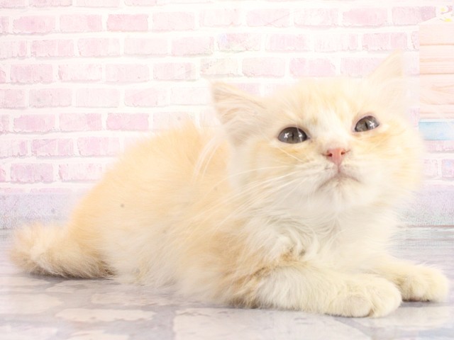 京都府のマンチカン (Coo&RIKU京都店/2026年5月1日生まれ/男の子/クリームタビー)の子猫の2枚目の画像
