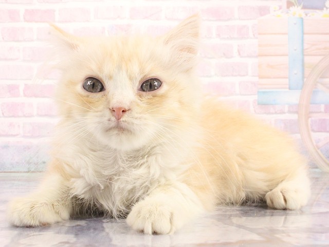 京都府のマンチカン (Coo&RIKU京都店/2026年5月1日生まれ/男の子/クリームタビー)の子猫の3枚目の画像