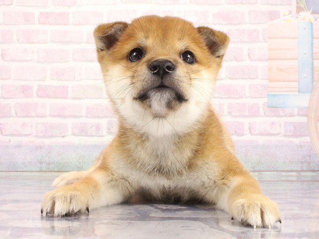奈良県の豆柴 (Coo&RIKU奈良富雄南店/2026年5月6日生まれ/男の子/赤)の子犬