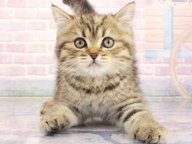 スコティッシュフォールド