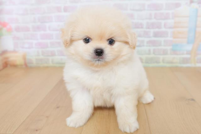ビション・フリーゼの子犬一覧｜ペットショップCoo＆RIKU