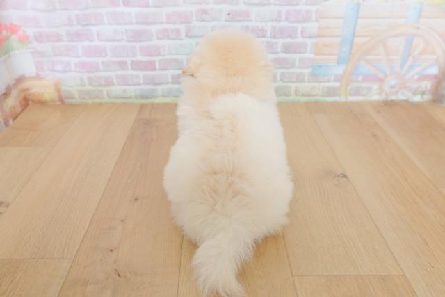 ビション・フリーゼの子犬一覧｜ペットショップCoo＆RIKU