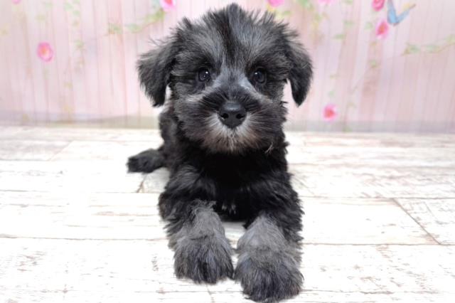 埼玉県のハーフ犬・ミックス犬 (Coo&RIKU春日部店/2026年5月10日生まれ/男の子/ソルトペッパー)の子犬の1枚目の画像