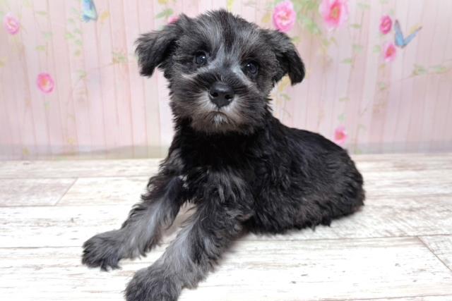 埼玉県のハーフ犬・ミックス犬 (Coo&RIKU春日部店/2026年5月10日生まれ/男の子/ソルトペッパー)の子犬の2枚目の画像