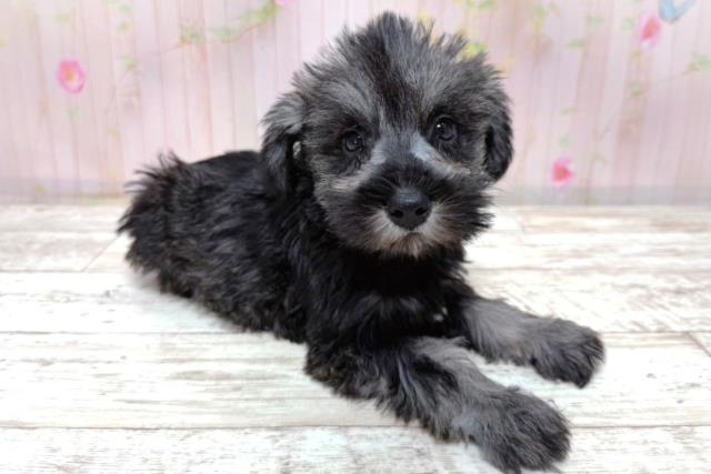 埼玉県のハーフ犬・ミックス犬 (Coo&RIKU春日部店/2026年5月10日生まれ/男の子/ソルトペッパー)の子犬の3枚目の画像