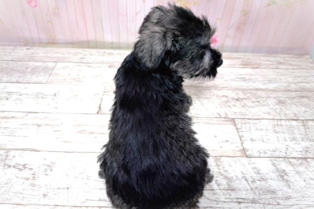 埼玉県のハーフ犬・ミックス犬 (Coo&RIKU春日部店/2026年5月10日生まれ/男の子/ソルトペッパー)の子犬の4枚目の画像