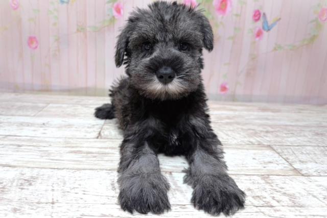 埼玉県のハーフ犬・ミックス犬 (Coo&RIKU草加バイパス店/2026年5月10日生まれ/男の子/ソルトペッパー)の子犬
