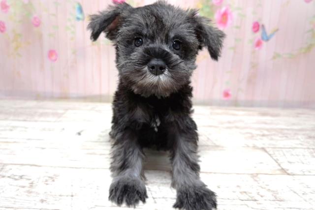 山梨県のハーフ犬・ミックス犬 (Coo&RIKU甲府昭和通り店/2026年5月10日生まれ/女の子/ソルトペッパー)の子犬の1枚目の画像