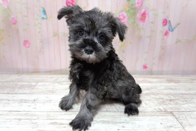 山梨県のハーフ犬・ミックス犬 (Coo&RIKU甲府昭和通り店/2026年5月10日生まれ/女の子/ソルトペッパー)の子犬の2枚目の画像