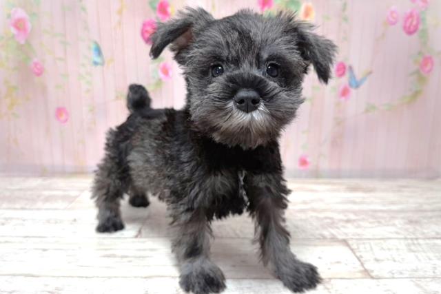 山梨県のハーフ犬・ミックス犬 (Coo&RIKU甲府昭和通り店/2026年5月10日生まれ/女の子/ソルトペッパー)の子犬の3枚目の画像