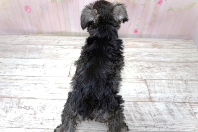 山梨県のハーフ犬・ミックス犬 (Coo&RIKU甲府昭和通り店/2026年5月10日生まれ/女の子/ソルトペッパー)の子犬の4枚目の画像