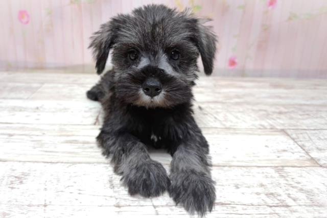 埼玉県のハーフ犬・ミックス犬 (Coo&RIKU所沢店/2026年5月10日生まれ/女の子/ソルトペッパー)の子犬