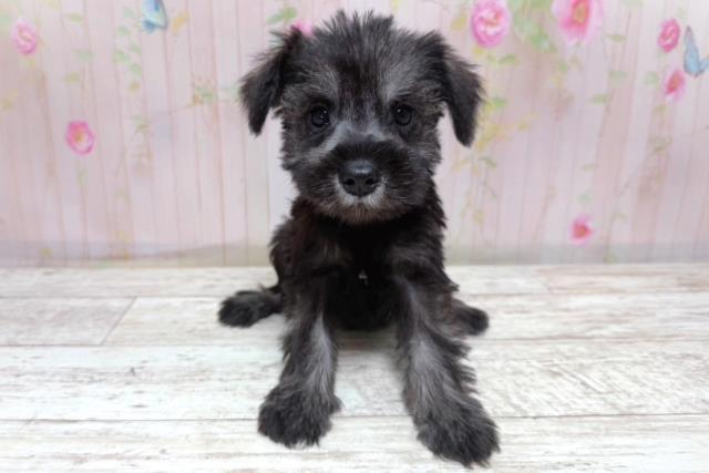 埼玉県のハーフ犬・ミックス犬 (Coo&RIKU川越店/2026年5月10日生まれ/女の子/ソルトペッパー)の子犬の1枚目の画像