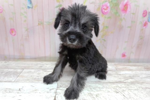 埼玉県のハーフ犬・ミックス犬 (Coo&RIKU川越店/2026年5月10日生まれ/女の子/ソルトペッパー)の子犬の2枚目の画像
