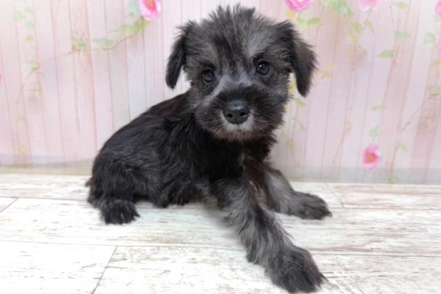 埼玉県のハーフ犬・ミックス犬 (Coo&RIKU川越店/2026年5月10日生まれ/女の子/ソルトペッパー)の子犬の3枚目の画像