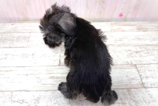 埼玉県のハーフ犬・ミックス犬 (Coo&RIKU川越店/2026年5月10日生まれ/女の子/ソルトペッパー)の子犬の4枚目の画像