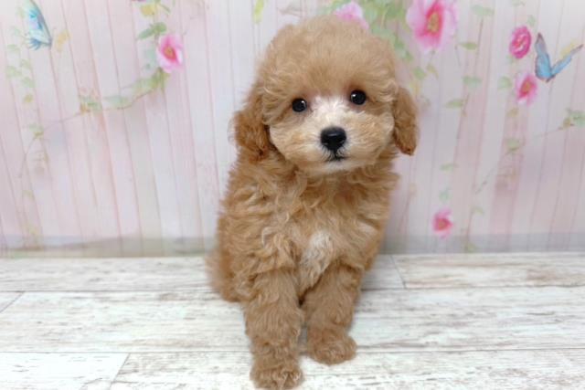 北海道のトイプードル(トイ) (Coo&RIKU札幌東店/2026年5月8日生まれ/男の子/アプリコット)の子犬の1枚目の画像