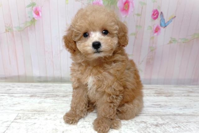 北海道のトイプードル(トイ) (Coo&RIKU札幌東店/2026年5月8日生まれ/男の子/アプリコット)の子犬の2枚目の画像