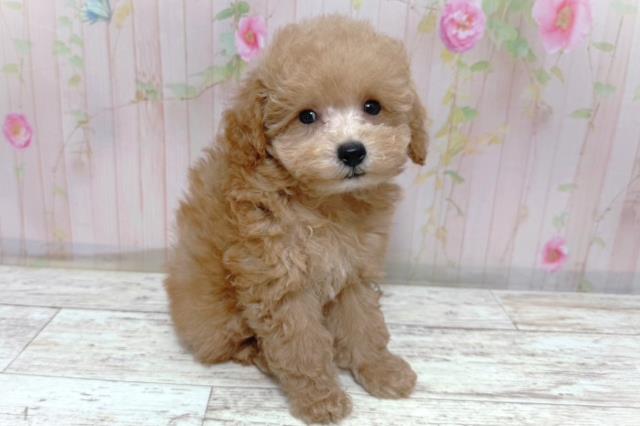北海道のトイプードル(トイ) (Coo&RIKU札幌東店/2026年5月8日生まれ/男の子/アプリコット)の子犬の3枚目の画像