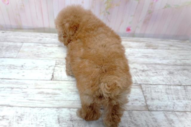 北海道のトイプードル(トイ) (Coo&RIKU札幌東店/2026年5月8日生まれ/男の子/アプリコット)の子犬の4枚目の画像