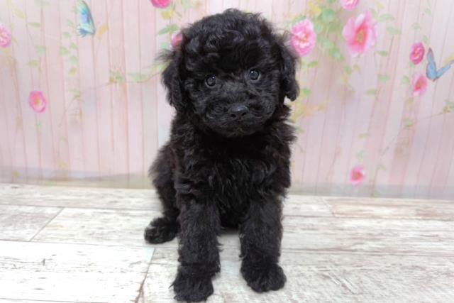 北海道のトイプードル(トイ) (Coo&RIKU釧路店/2026年5月8日生まれ/男の子/ブラック)の子犬の1枚目の画像