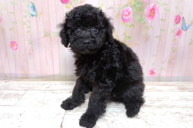北海道のトイプードル(トイ) (Coo&RIKU釧路店/2026年5月8日生まれ/男の子/ブラック)の子犬の2枚目の画像