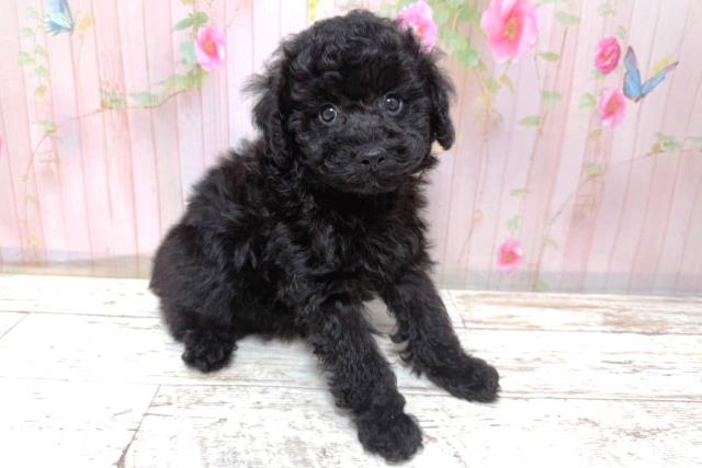 北海道のトイプードル(トイ) (Coo&RIKU釧路店/2026年5月8日生まれ/男の子/ブラック)の子犬の3枚目の画像