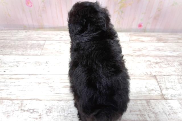 北海道のトイプードル(トイ) (Coo&RIKU釧路店/2026年5月8日生まれ/男の子/ブラック)の子犬の4枚目の画像