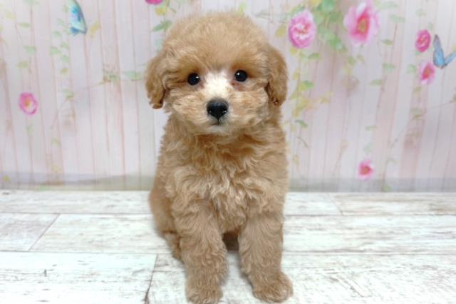 北海道のトイプードル(トイ) (Coo&RIKU函館店/2026年5月8日生まれ/女の子/アプリコット)の子犬の1枚目の画像