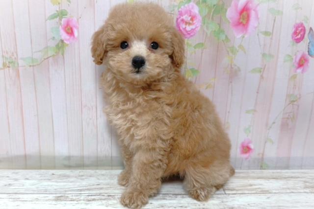北海道のトイプードル(トイ) (Coo&RIKU函館店/2026年5月8日生まれ/女の子/アプリコット)の子犬の2枚目の画像