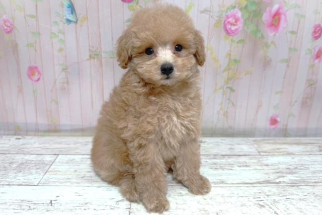 北海道のトイプードル(トイ) (Coo&RIKU函館店/2026年5月8日生まれ/女の子/アプリコット)の子犬の3枚目の画像