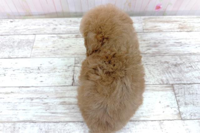 北海道のトイプードル(トイ) (Coo&RIKU函館店/2026年5月8日生まれ/女の子/アプリコット)の子犬の4枚目の画像