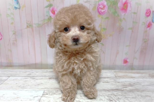 埼玉県のトイプードル(トイ) (Coo&RIKU岩槻店/2026年5月8日生まれ/女の子/クリーム)の子犬の1枚目の画像
