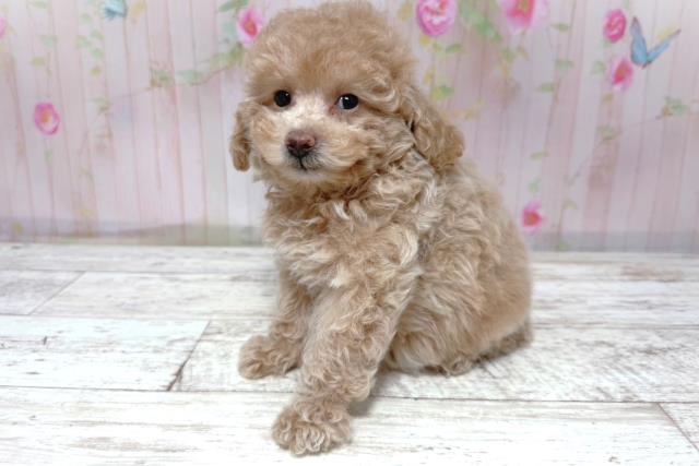 埼玉県のトイプードル(トイ) (Coo&RIKU岩槻店/2026年5月8日生まれ/女の子/クリーム)の子犬の2枚目の画像